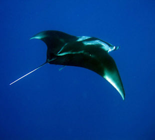 Mantarochen