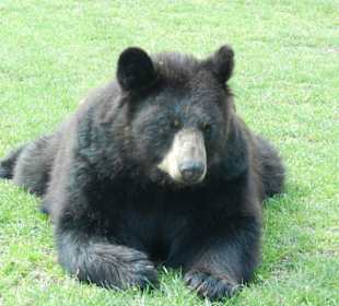 Bär direkt an der Straße