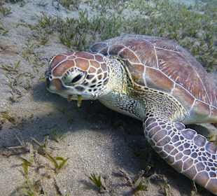 Abu Dabab 28.08.2014