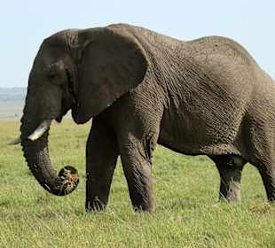 Elefantenbulle