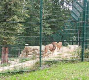 Die neue Löwen Anlage