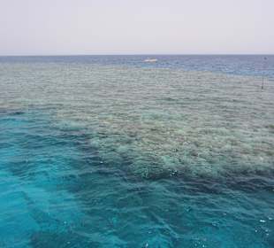 Korallenriff vom Boot aus