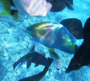 Auch für Nichtschnorchler ein Genuss - 50-70 cm 
