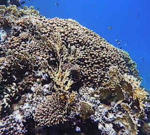 Korallen am Hausriff