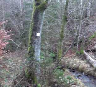 Ochsenweiher Rundweg