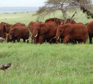 Sarova Salt Lick Game Lodge