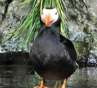 Monterey Bay Aquarium