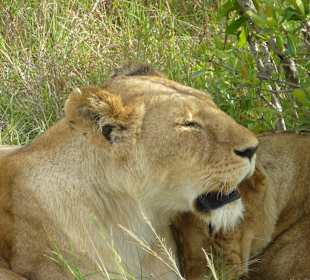 Die hätten wir fast überfahren im hohen Gras