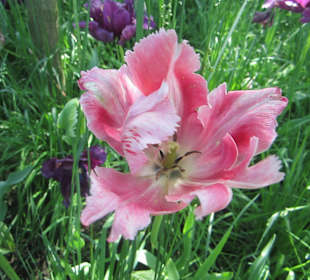 Bundesgartenschau HH