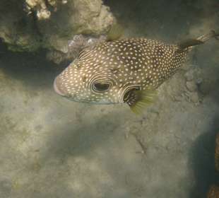 Schwarzfleck-Kugelfisch in der Bucht