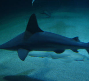 Aquarium L’Oceanogràfic 