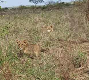 Löwen in Taita Hills