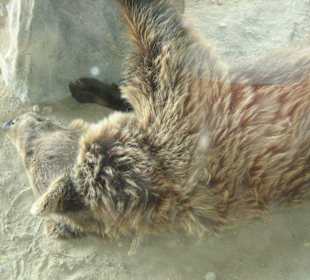 Zoo Gelsenkirchen "Kodiakbär"
