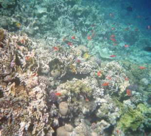 Unterwasser am Hotelstrand