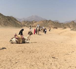 Reiten & Kamelreiten Dana Beach