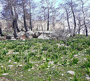 Antike Stadt Seleikeia