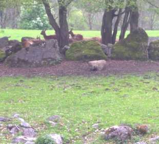 Südamerika Bereich - Litschi Wasserbock
