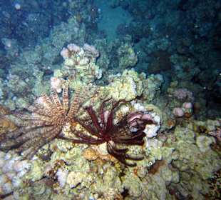 Nachttauchgang am Hausriff Tropitel