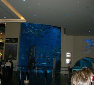 Blick auf das Aqarium