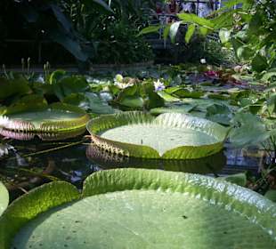Orto botanico di Praga