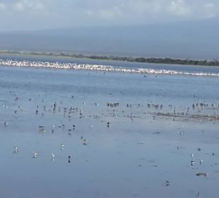 Amboseli