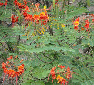 Parque Botánico de Maspalomas