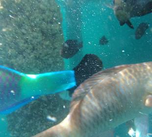 Sie wollten einfach nicht stillhalten !