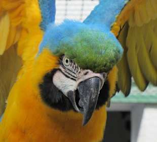 Ara im Vogel- und Tierpark Irgenöd