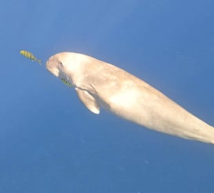 Delfin Tour Marsa Alam