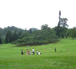 Riesen-Biergarten-Baum