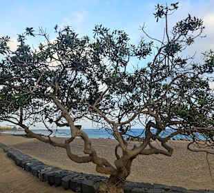 Playa Grande
