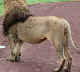 Er kontrolliert die  Weiterfahrt