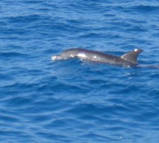Delfine auf unserem Schnorchelausflug