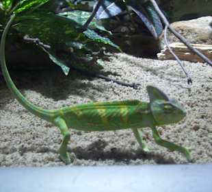 Aquarium Berlin