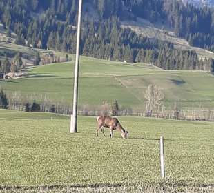 Wandern Nesselwängle