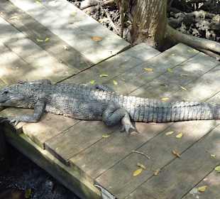 Liegen einfach mal so am Weg