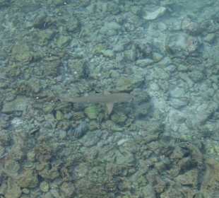 Sundowners Bar Bandos Island