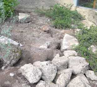 Südamerika Bereich - Zebramanguste