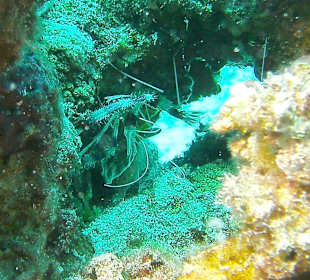 Tauchen bei der DiveConnection über Oototo gebucht