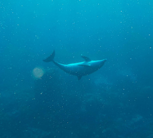 Er fuhlt sich wohl! mo achtet auf ruhe 