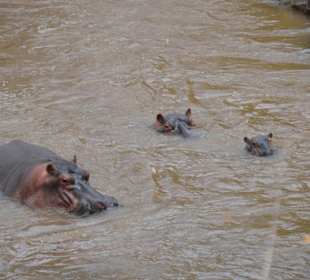 Nilpferde