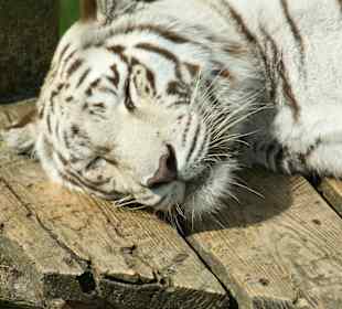 Kameltheater & Weißer Hof