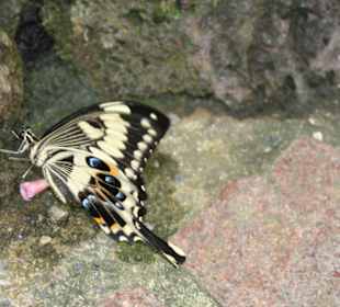 Schmetterlingshaus Mainau