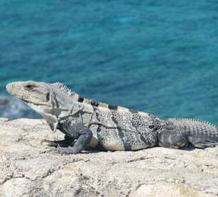 Isla Mujeres