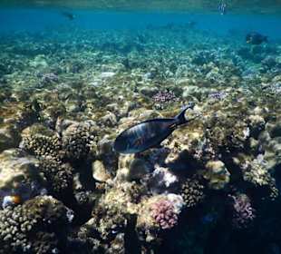 Meeresbewohner vom Riff Hotel Iberotel Coraya Beach