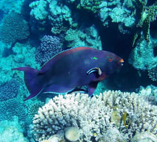 Noch ein Papageifisch am Hausriff