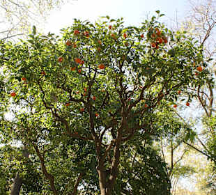 Orangen