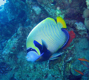 Imperatorkaiserfisch