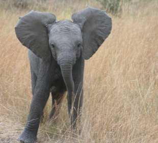 Ich bin hier der Chef