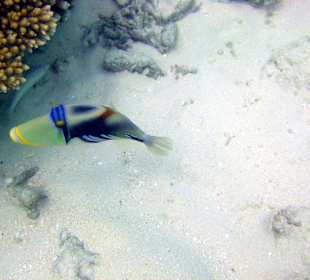 Schöne Unterwasserwelt